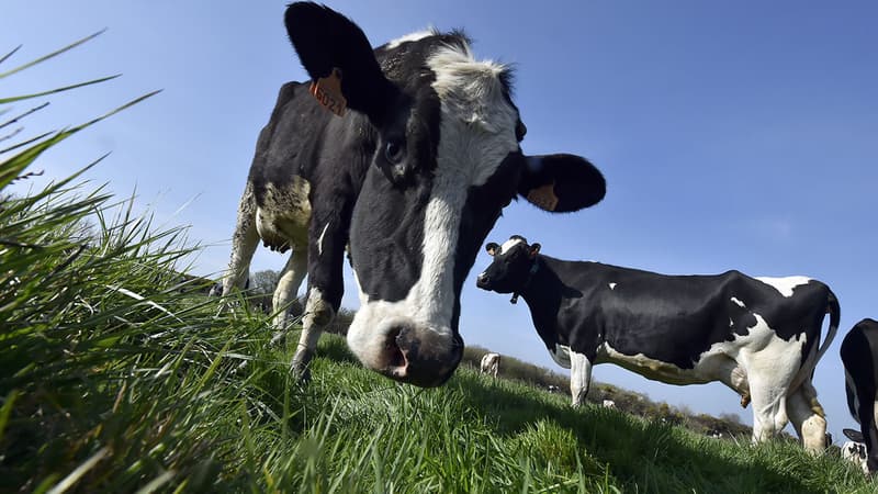 Le financement participatif agricole a permis de remettre plein de projets sur les rails. (Photo d'illustration)