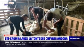 Tout terrain du dimanche 22 octobre 2023 - Focus sur la tonte des chèvres angora de Mohair en Provence 