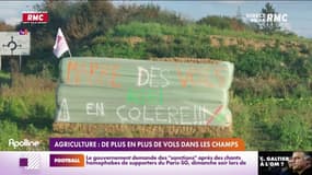 Agriculture: de plus en plus de vols dans les champs