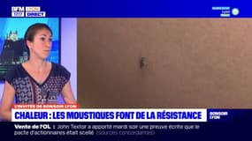 L'invitée de Bonsoir Lyon : les moustiques tigres font de la résistance