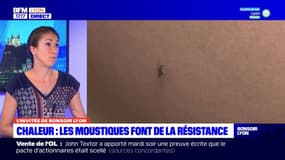 L'invitée de Bonsoir Lyon : les moustiques tigres font de la résistance