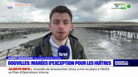 Manche: de grandes marées d'exception pour les ostréiculteurs de Gouville-sur-Mer
