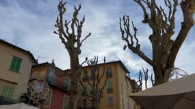 Deux des platanes centenaires de la place aux Herbes, à Menton, en janvier 2025.