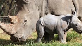 Le nouveau né et sa maman Mopani.