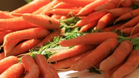 La carotte, simple à semer
