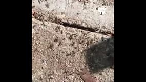 Un quartier de la ville de Saumur envahi par les fourmis