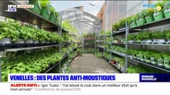 Bouches-du-Rhône: des plantes odorantes pour limiter les moustiques