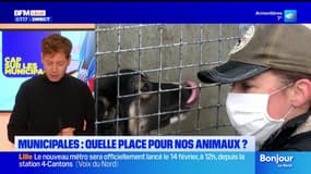 BFM Nord et Vous: quelle place pour les animaux dans la campagne des municipales?