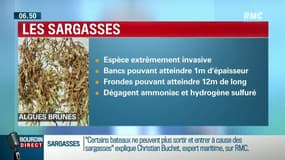 Le gouvernement au chevet des Antilles envahies par les sargasses 