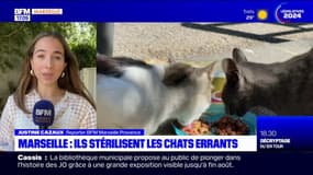 Marseille: ils stérilisent les chats errants, en trop grand nombre dans la ville