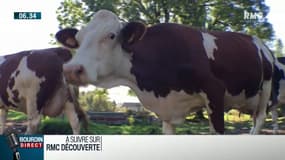 Loi Alimentation: vers la fin de la guerre des prix du lait entre les producteurs et industriels?