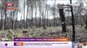 Une "météo des forêts" pour lutter contre les incendies 