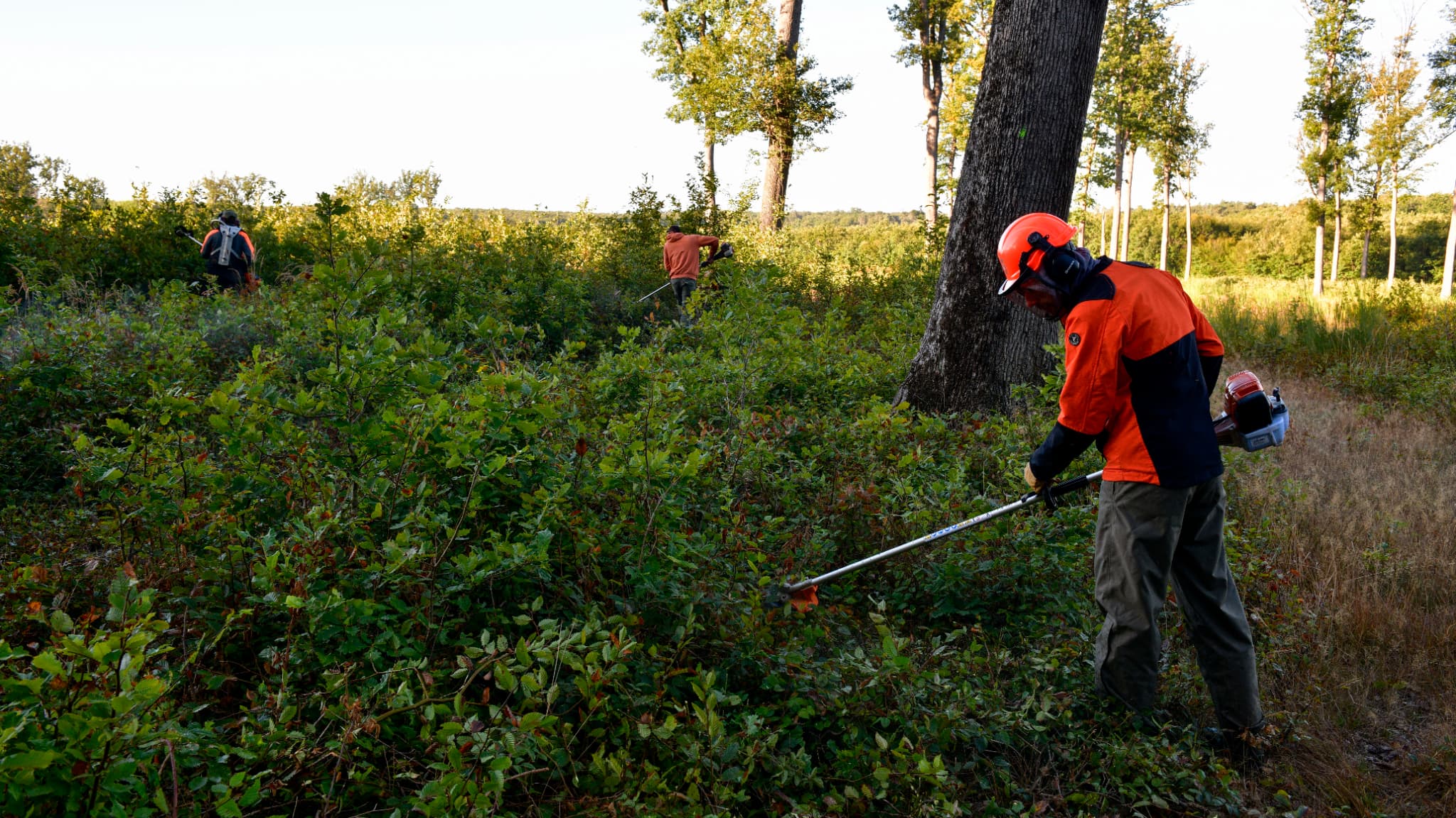 Un agent de l'Office national des Forêts (ONF), dans la forêt de Tronçais, le 20 septembre 2022. Un agent de l'Office national des Forêts (ONF), dans la forêt de Tronçais, le 20 septembre 2022.