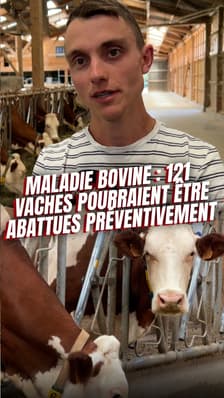 Maladie bovine: 121 vaches pourraient être abattues préventivement à Entrelacs