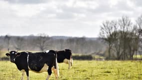 Deux vaches dans un champs de l'ouest de la France (image d'illustration)