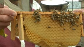 Et si vous aviez votre propre ruche pour produire votre propre miel ?