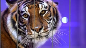 Un tigre dans la ménagerie du Festival international du cirque de Massy dans l'Essonne, le 13 décembre 2017