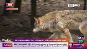 Le braconnage sur les loups se banalise en France
