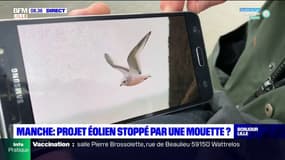 Nord: une mouette rosée attire des centaines de passionnés et pourrait annuler un projet d'éoliennes