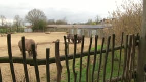 Après le meurtre d’un rhinocéros dans les Yvelines, sécurité renforcée dans les zoos