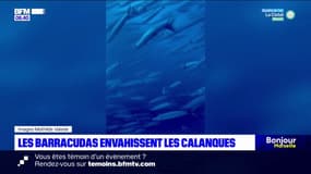 Bouches-du-Rhône: des centaines de barracudas envahissent les Calanques