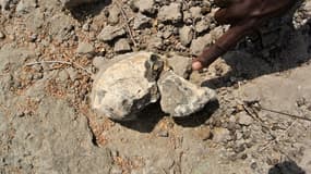 Le crâne d'Australopithèque vieux de 3,8 millions d'années découvert en Éthiopie.