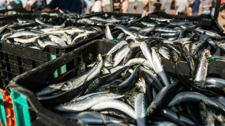 Des casiers de sardines sur la plage de Warner, au sud de Durban, le 20 juin 2021. 