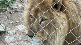 Les enclos du parc animalier du Mont Faron sont jugés trop petits par une élue d'opposition à la mairie de Toulon.