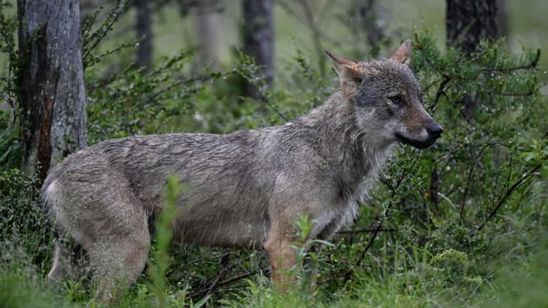 Seine-Maritime: un loup repéré dans le pays de Bray, le quatrième en six ans