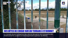 Rhône: des bêtes de cirque sur un terrain de Saint-Bonnet-de-Mure