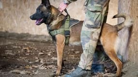 "Lucky Leuk", un chien de l'armée française décoré à titre posthume au Royaume-Uni

