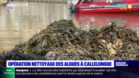 Marseille: la Calanque de Callelongue nettoyée des algues brunes
