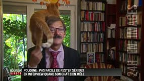 Un chat débarque en pleine interview (sérieuse) à la télévision polonaise