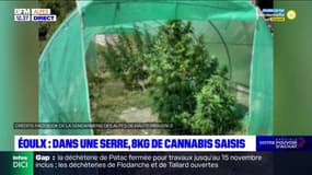 Alpes-de-Haute-Provence: huit kilos de cannabis saisis dans une serre à Éoulx