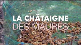 Le Var & Vous, du champ à l'assiette : la châtaigne des Maures