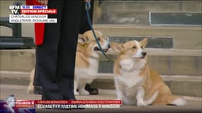 Les corgis d'Elizabeth II assistent à l'arrivée de son cercueil à Windsor