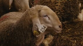 "Allô mouton": une start-up qui propose d’acheter son agneau en ligne pour l’Aïd