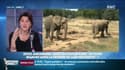 "Les zoos sont au service de la conservation des espèces animales menacées" - Laurence Paoli