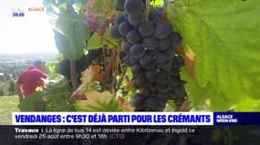 Vendanges: c'est déjà parti pour les crémants