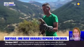 Queyras: une buse variable reprend son envol 