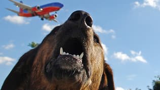 Un chien aboie au passage d'un avion dans les airs