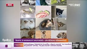 Trafic d'animaux sauvages: un réseau démantelé 