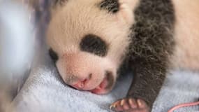 L'un des deux bébés panda, Petite Neige, âgée de un mois