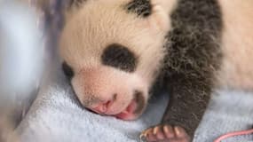 L'un des deux bébés panda, Petite Neige, âgée de un mois