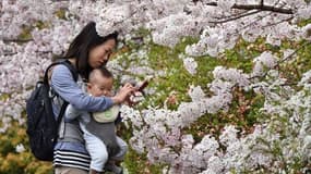 Une jeune mère prend des photos de cerisiers en fleur, le 29 mars 2015 à Tokyo