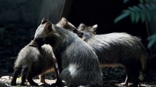 Des chiens viverrins, ou Tanuki, dans un zoo, le 6 août 2015 à Mexico
