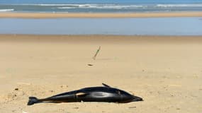 Un dauphin échoué sur une plage près de Lacanau (Gironde), le 22 mars 2019 (photo d'illustration)