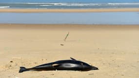 Un dauphin échoué sur une plage près de Lacanau (Gironde), le 22 mars 2019