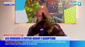 Le Café des Animaux: les erreurs à éviter lors d'une adoption