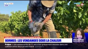 Bormes-les-Mimosas: les vendanges commencent sous la canicule 